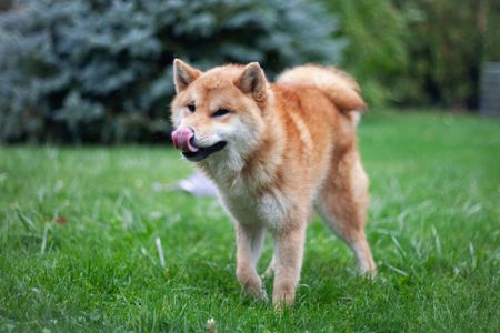Підрощений хлопчик Шиба іну