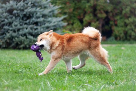 Підрощений хлопчик Шиба іну