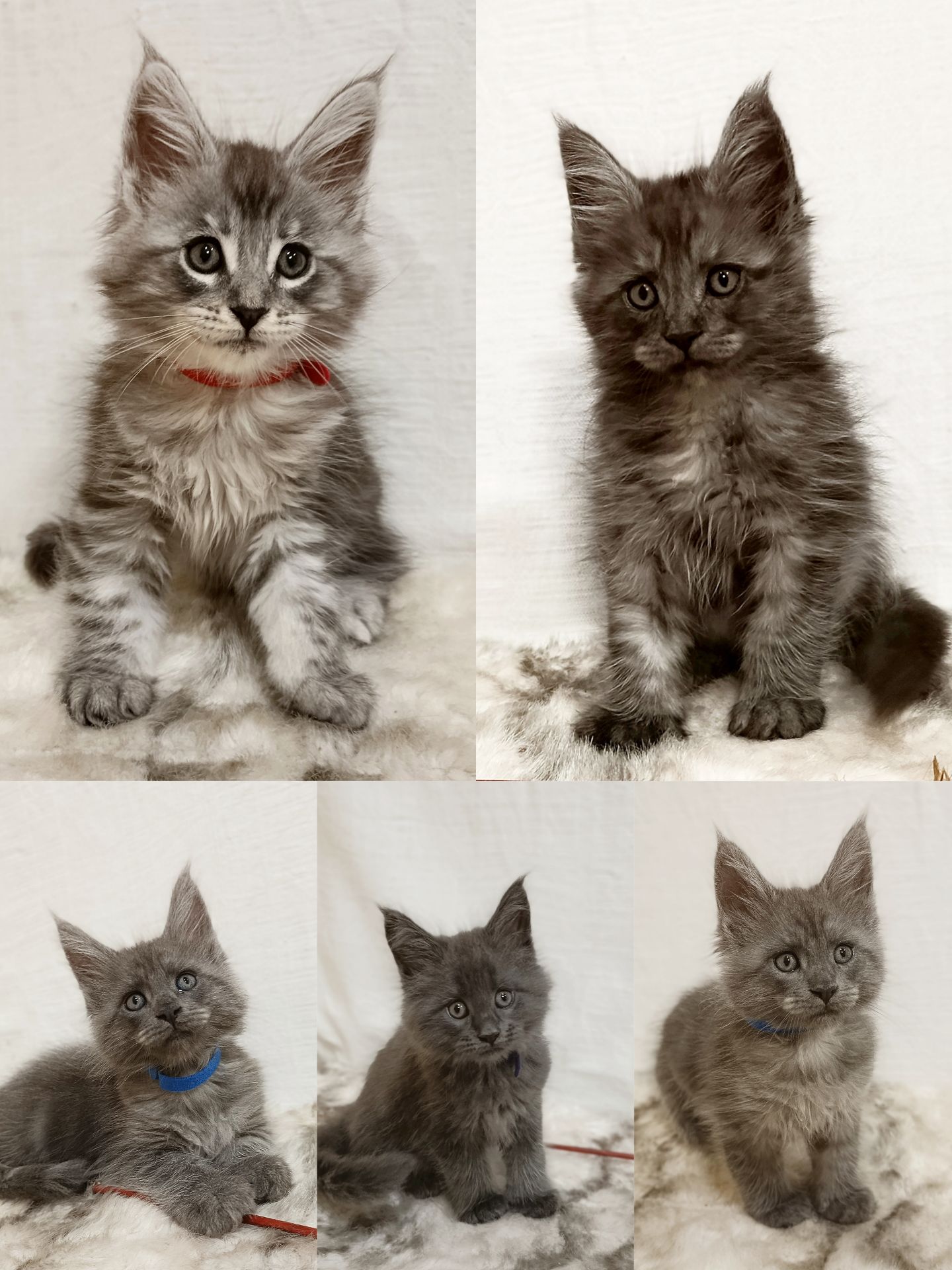 Котята на серебре, дымные