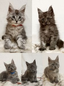 Котята на серебре, дымные
