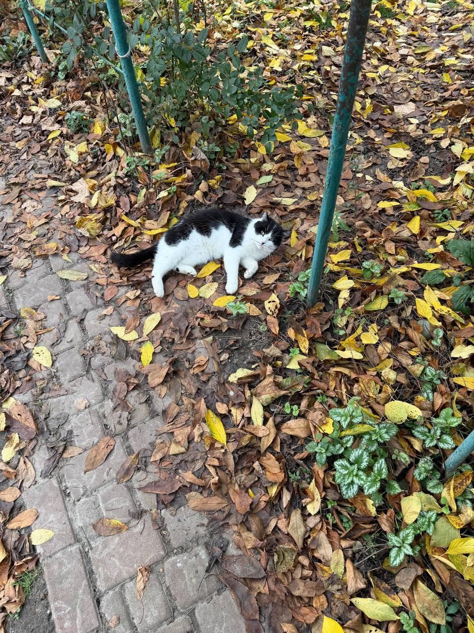 Ласковый кот Пётр ищет семью