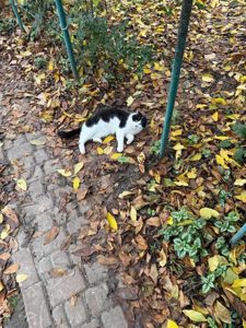 Ласковый кот Пётр ищет семью