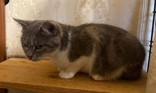 Мішель