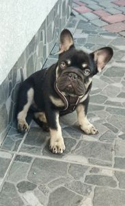 Французький бульдог, хлопчик Chocolate Tan Big Rope
