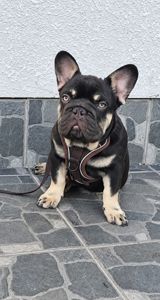 Французький бульдог, хлопчик Chocolate Tan Big Rope