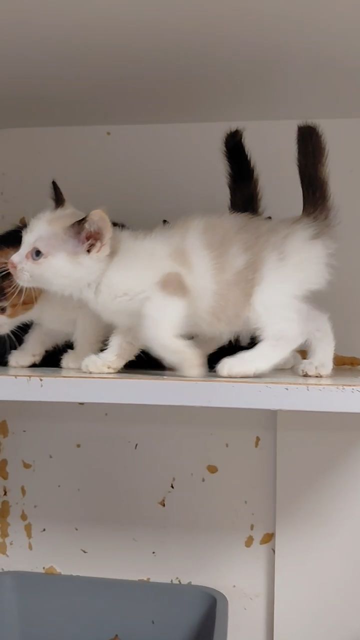 Кошенята шукають дім