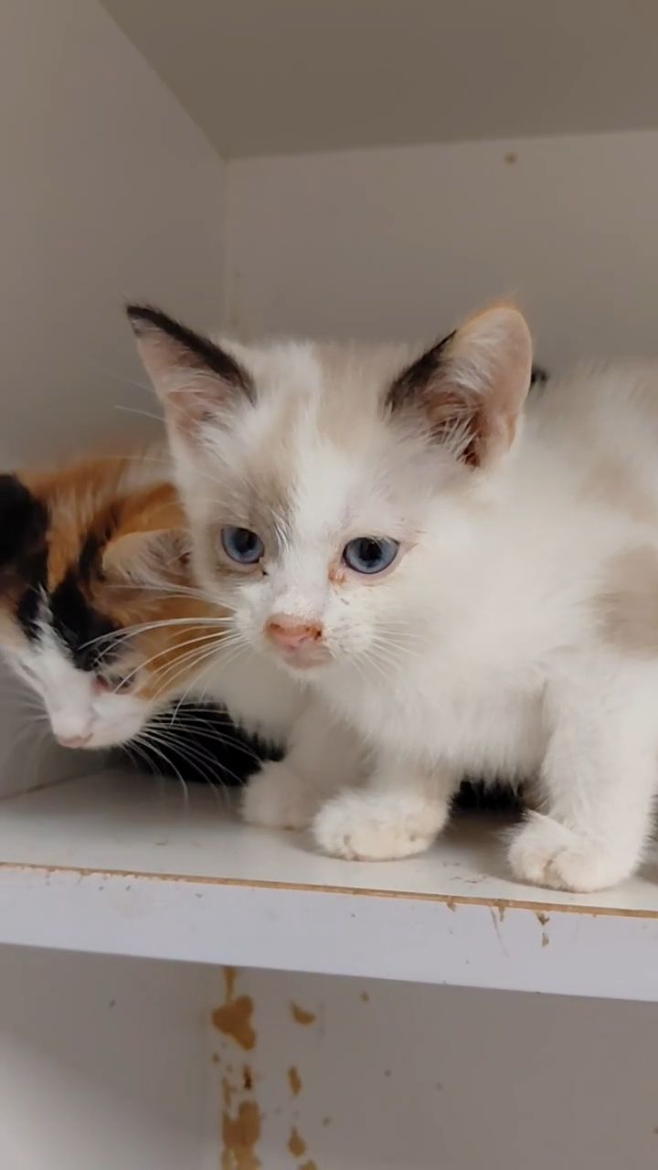 Кошенята шукають дім