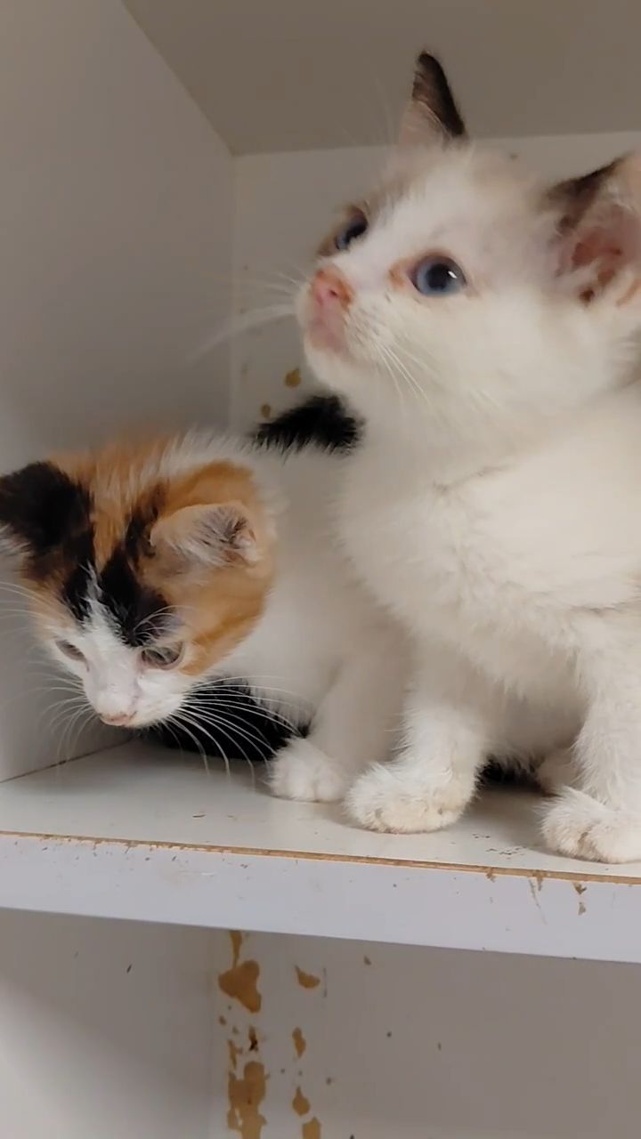 Кошенята шукають дім