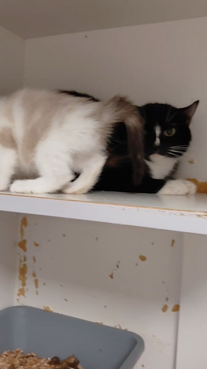 Кошенята шукають дім