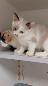 Кошенята шукають дім