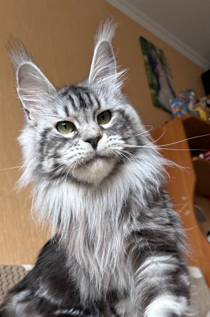 кошеня мейн-кун