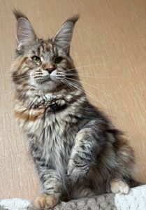 кошеня мейн-кун