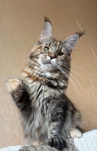 кошеня мейн-кун