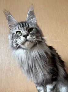 кошеня мейн-кун