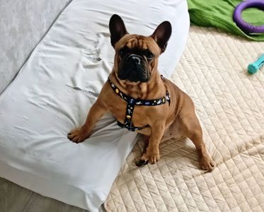 Французький бульдог