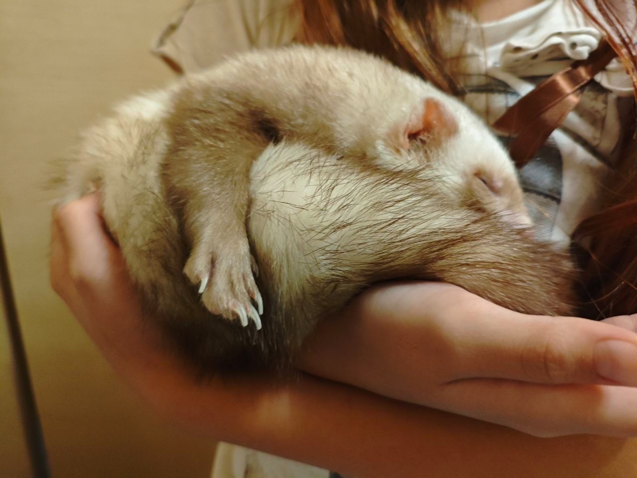Хорек, фретка