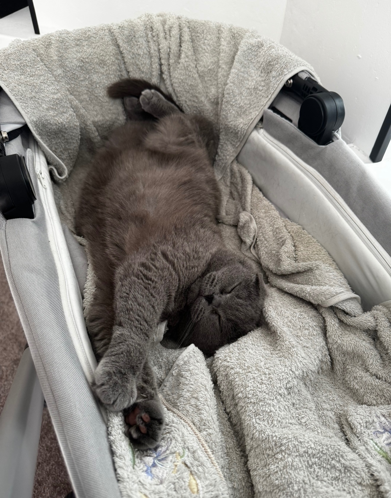 Котик висловухий дівчинка 6 років