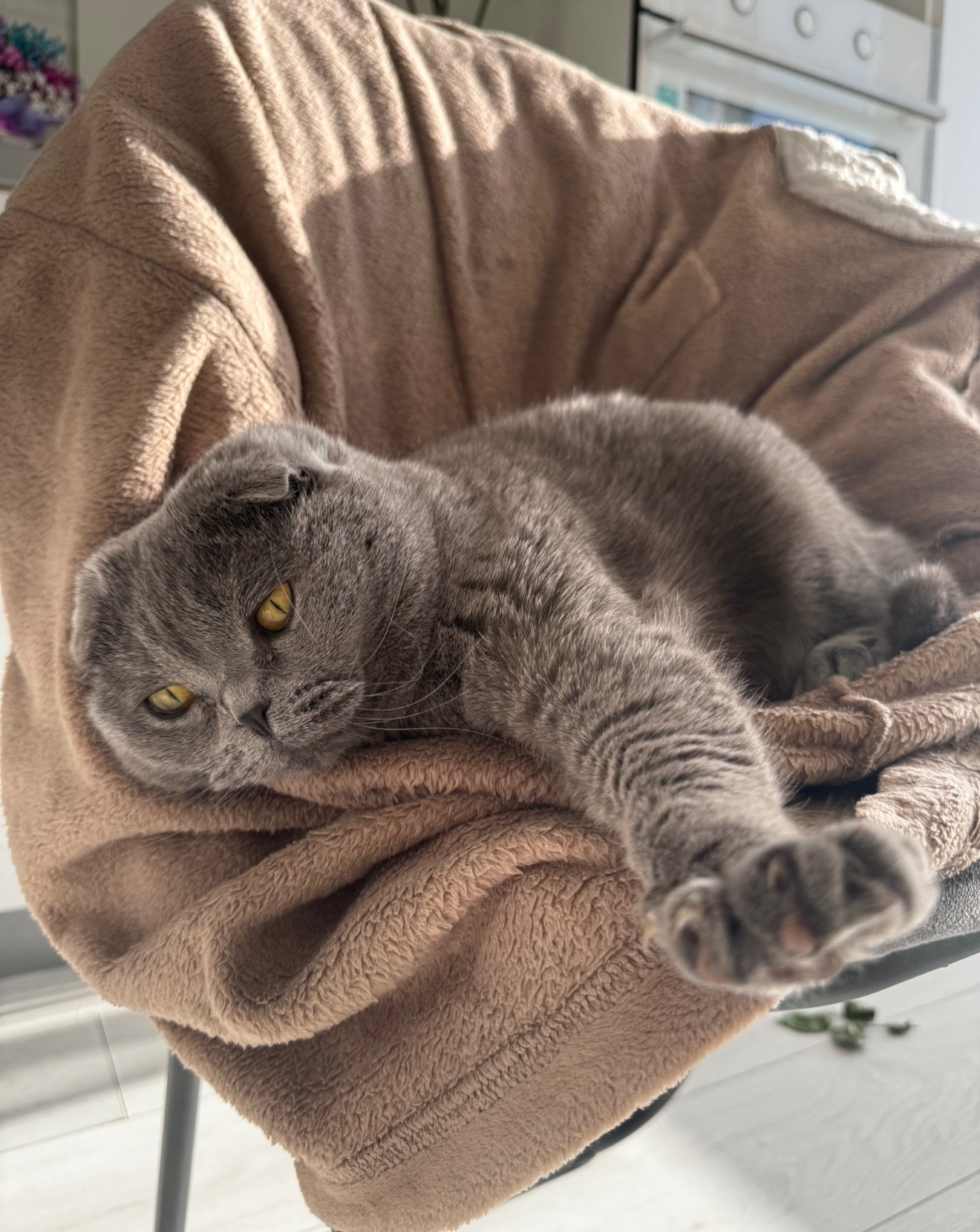 Котик висловухий дівчинка 6 років