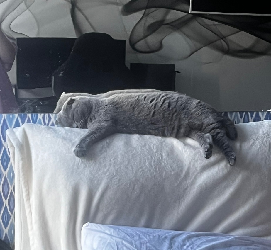 Котик висловухий дівчинка 6 років