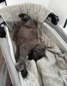 Котик висловухий дівчинка 6 років