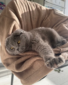 Котик висловухий дівчинка 6 років