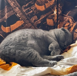 Котик висловухий дівчинка 6 років