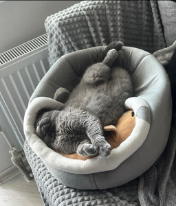 Котик висловухий дівчинка 6 років