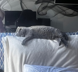 Котик висловухий дівчинка 6 років