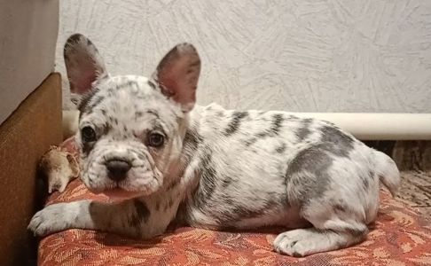 Французький бульдог