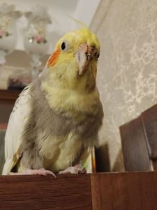 Корелла в очень добрые и ответственные руки