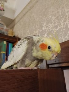 Корелла в очень добрые и ответственные руки