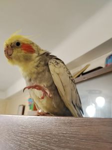 Корелла в очень добрые и ответственные руки