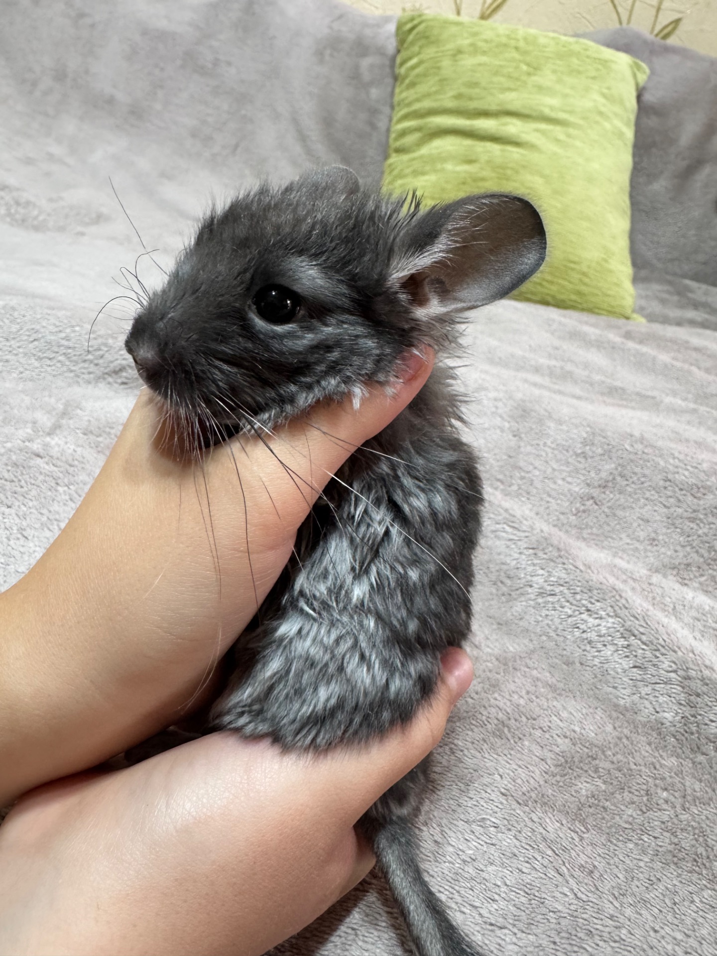 Шиншила Дівчинка