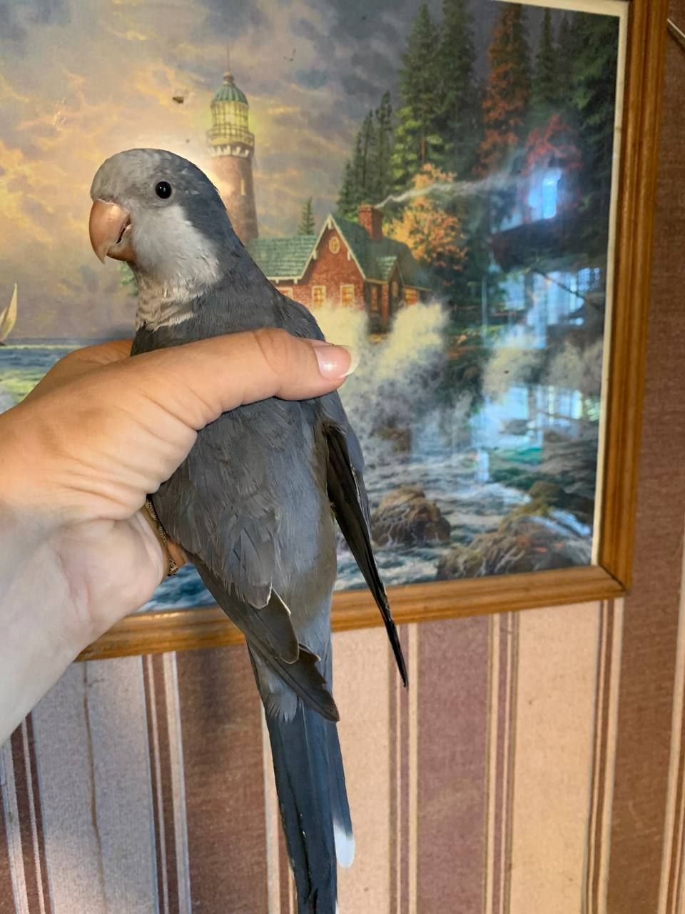 Попугай Монах