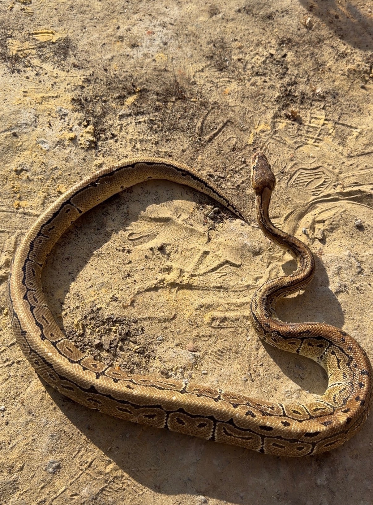 Королівські пітони Python regius — Bamboo het Clown / Pinstripe het Clown