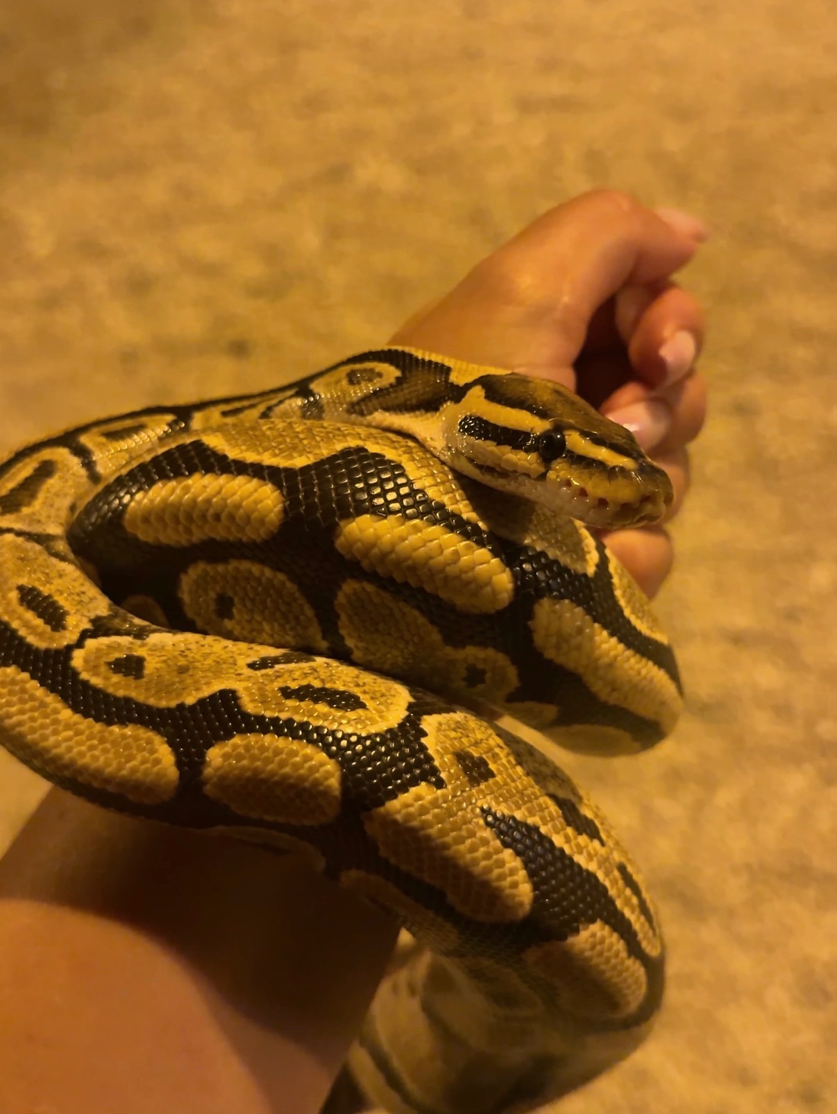 Королівські пітони Python regius — Bamboo het Clown / Pinstripe het Clown