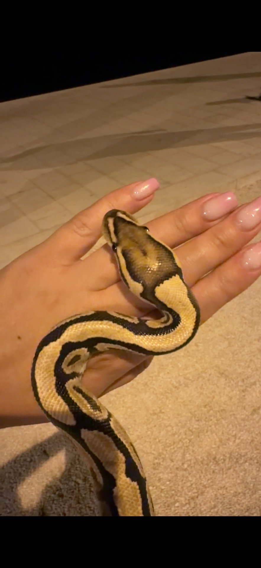 Королівські пітони Python regius — Bamboo het Clown / Pinstripe het Clown