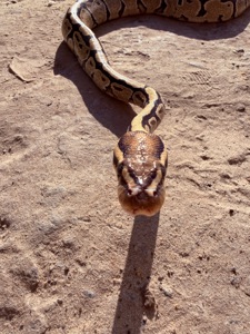 Королівські пітони Python regius — Bamboo het Clown / Pinstripe het Clown