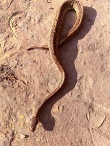 Королівські пітони Python regius — Bamboo het Clown / Pinstripe het Clown