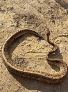 Королівські пітони Python regius — Bamboo het Clown / Pinstripe het Clown