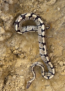 Королівські пітони Python regius — Bamboo het Clown / Pinstripe het Clown