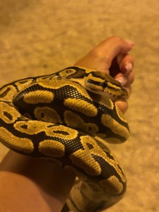 Королівські пітони Python regius — Bamboo het Clown / Pinstripe het Clown