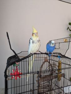 Віддам корелу в добрі руки