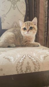 Золотий британський красень
