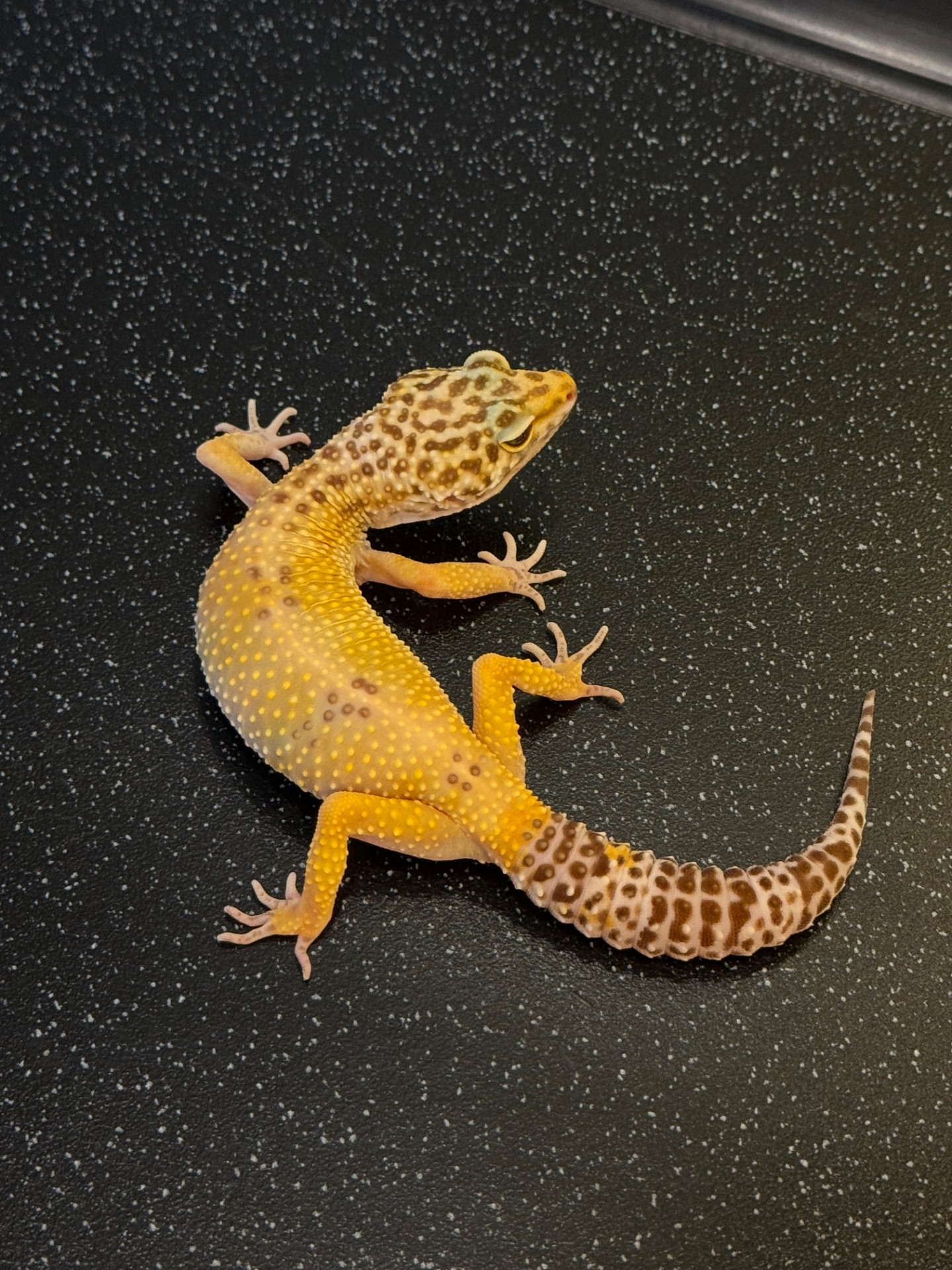Продаж дівчинки High Yellow