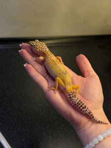 Продаж дівчинки High Yellow