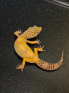 Продаж дівчинки High Yellow