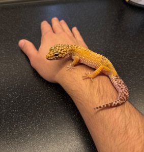 Продаж дівчинки High Yellow