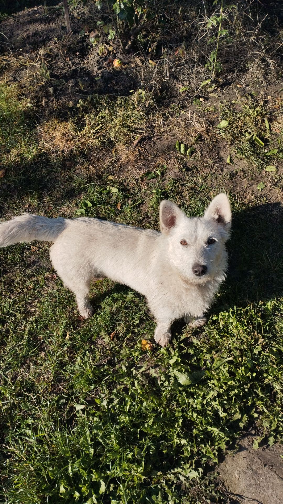 Молодий пес