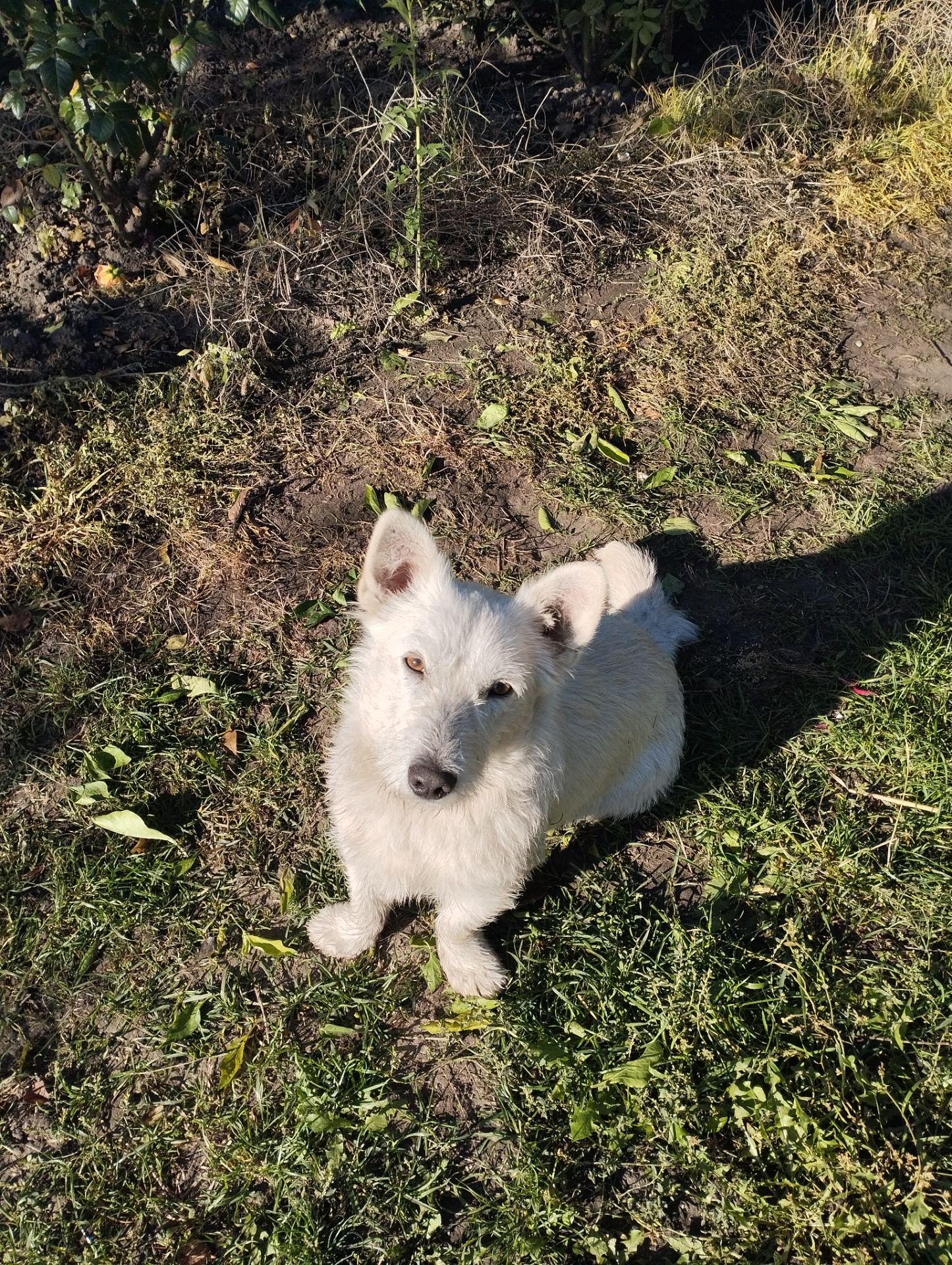 Молодий пес